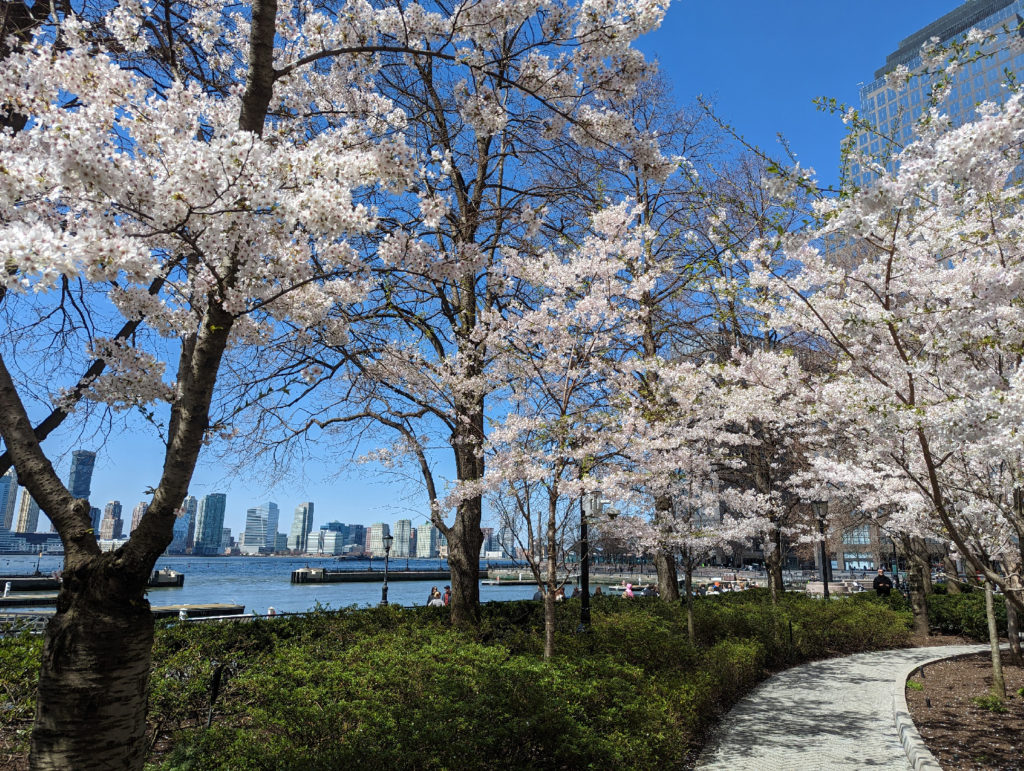 Spring in  New York