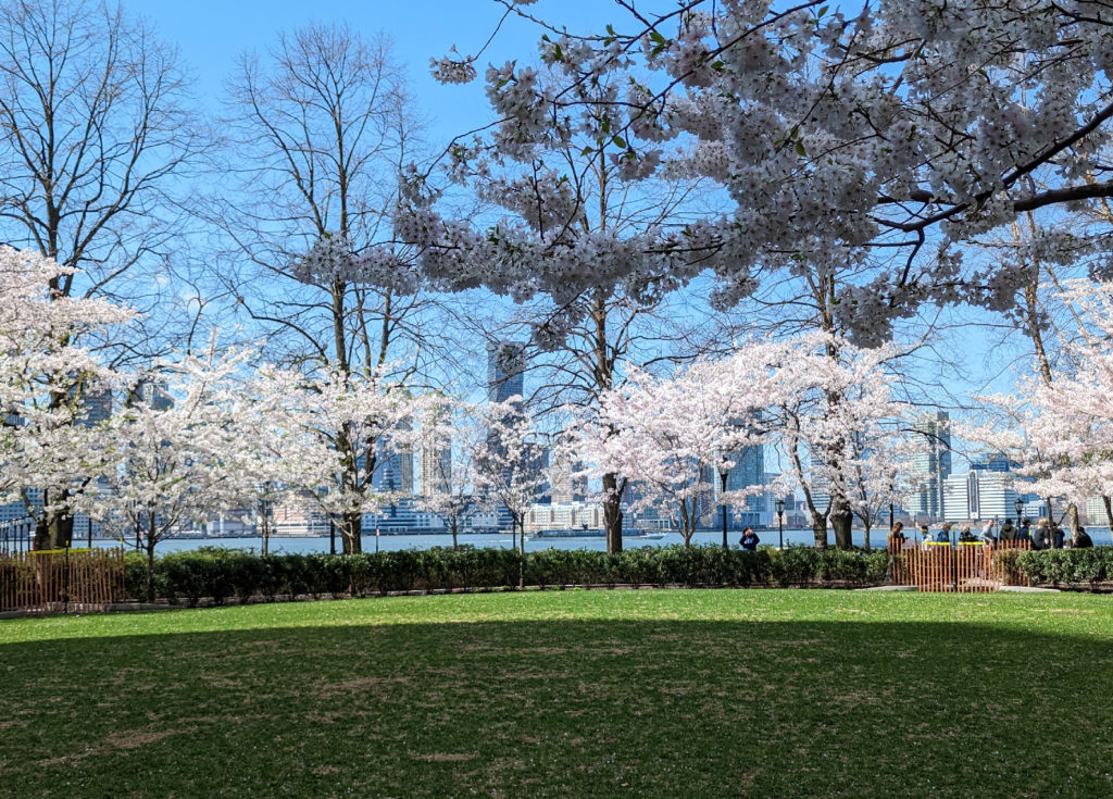 Spring in New York, Blooming Trees in the Battery