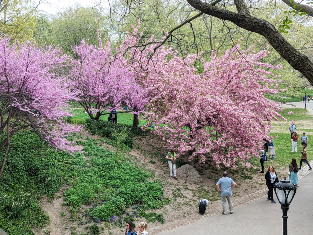 Spring in New York: Cherry Blossom in Central Park