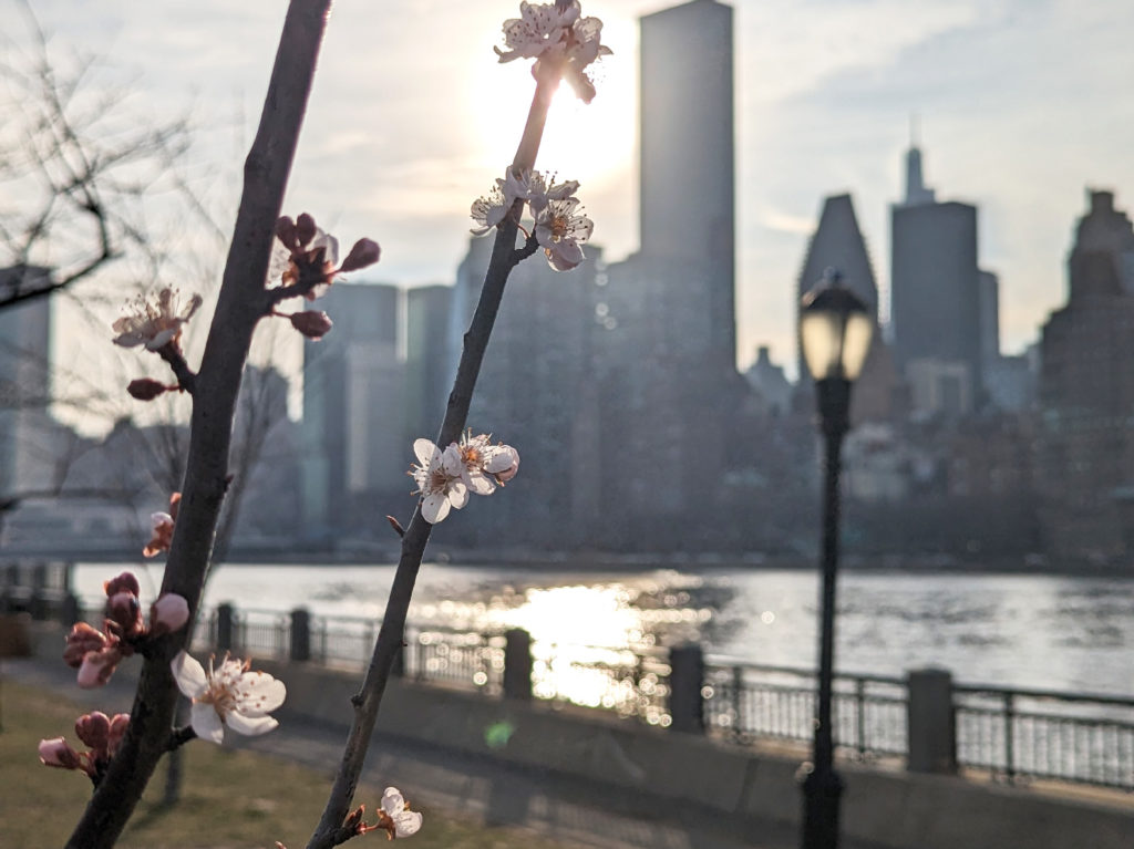 Spring in New York, the view of Manhattan skyline from the Roosevelt Island