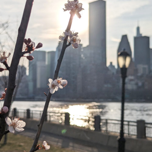 Cherry Blossom in New York