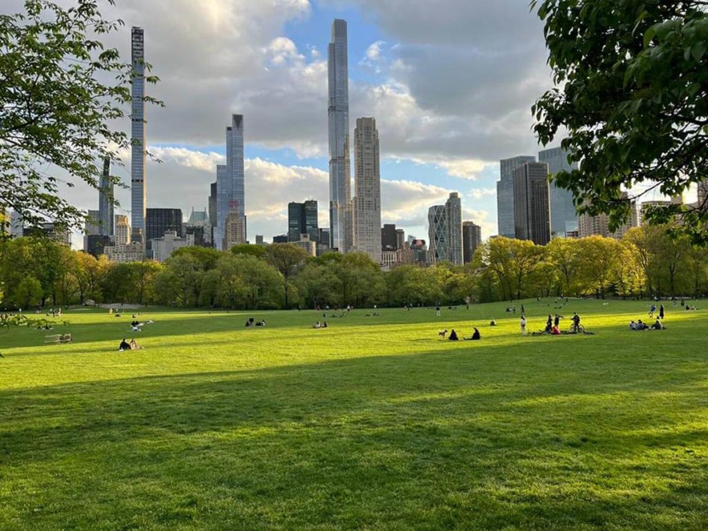 Central Park's Lawn During Summer