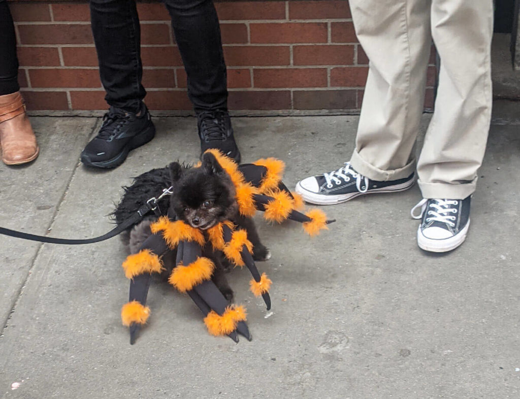 A dog in a Halloween Costume on the Streets of New York